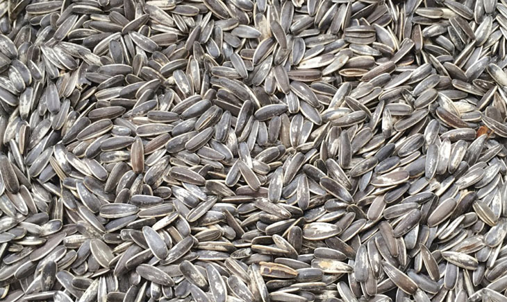 Roasted Sunflower Seeds