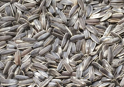 Sunflower seeds roasting process