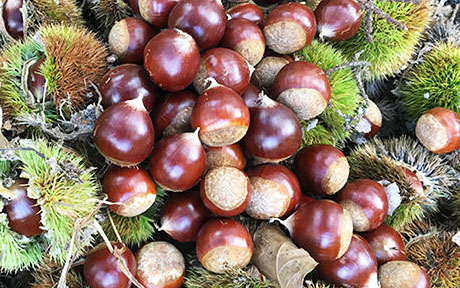 Fresh chestnut