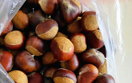 Chestnut storage