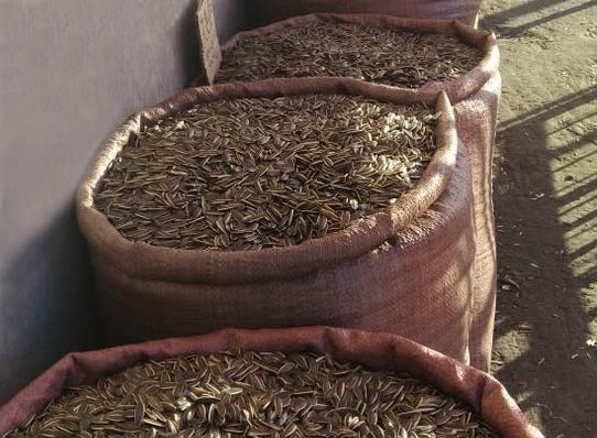 Roasted sunflower seeds