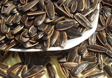 How to roast spiced sunflower seeds with belt food dryer