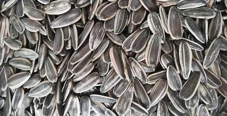 Sunflower seeds