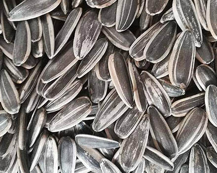 How to roast sunflower seeds with roaster machine