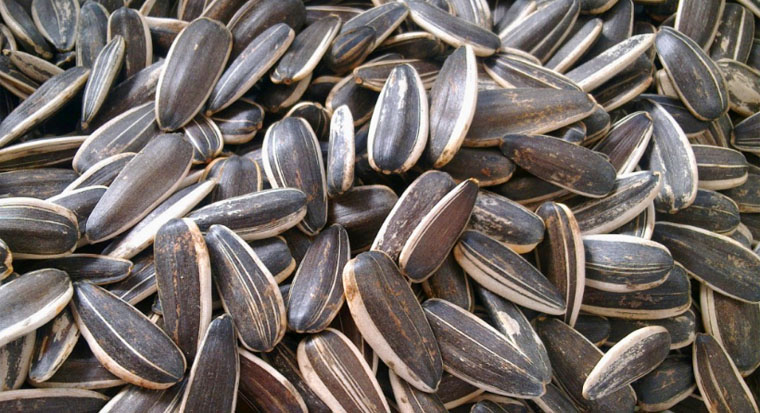 sunflower seeds