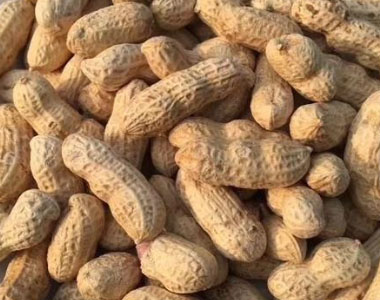 Roasted peanuts