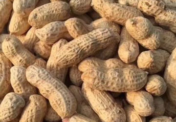 The differences between roasted peanuts and raw peanuts